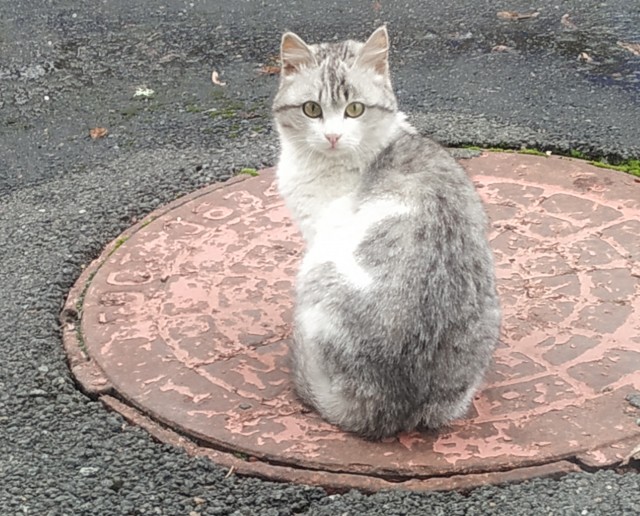 Котовторник ведь начался!