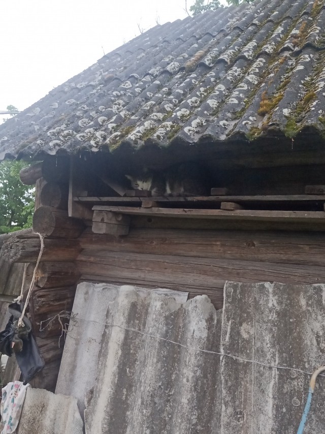 Котовторник 07.06.2022