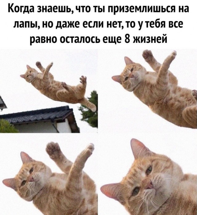 Весёлый полтишок 20.06.22