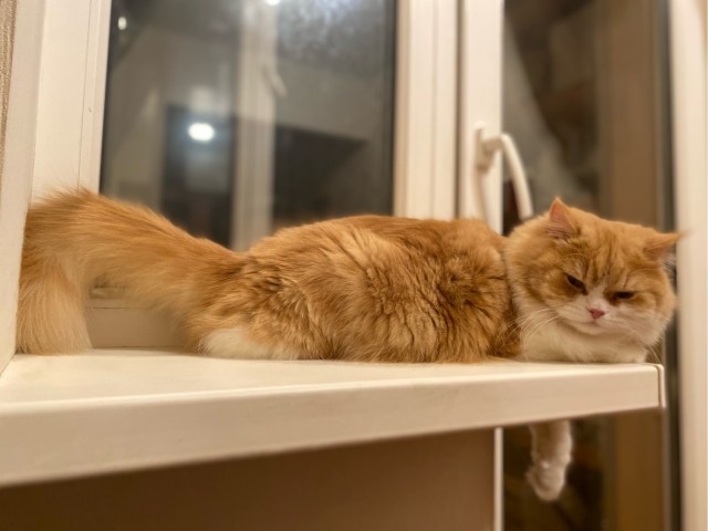 Лето и коты