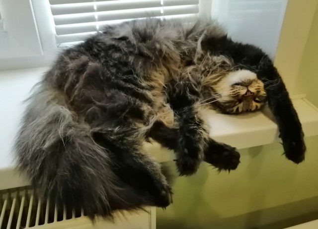 К котовторнику