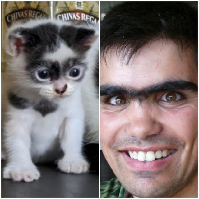 Кот Зорро