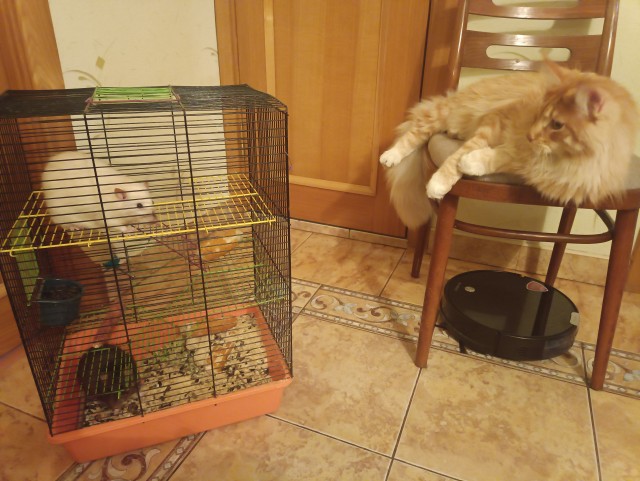 Кошка