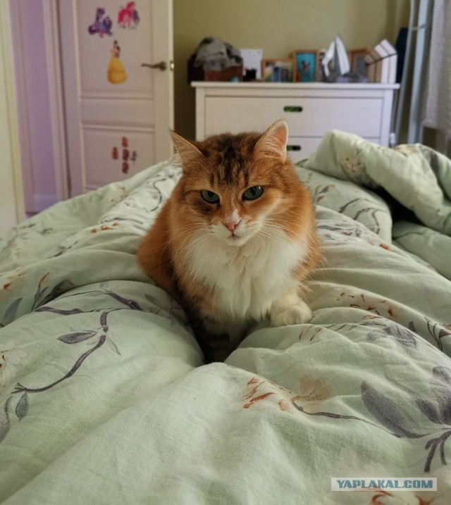 А как вы спите с котиком?