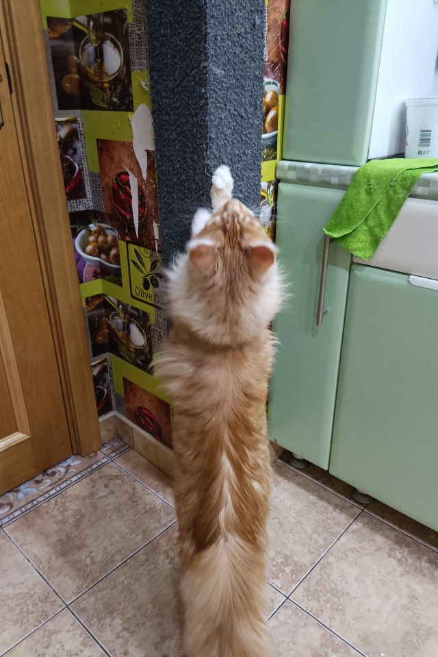 Кошка