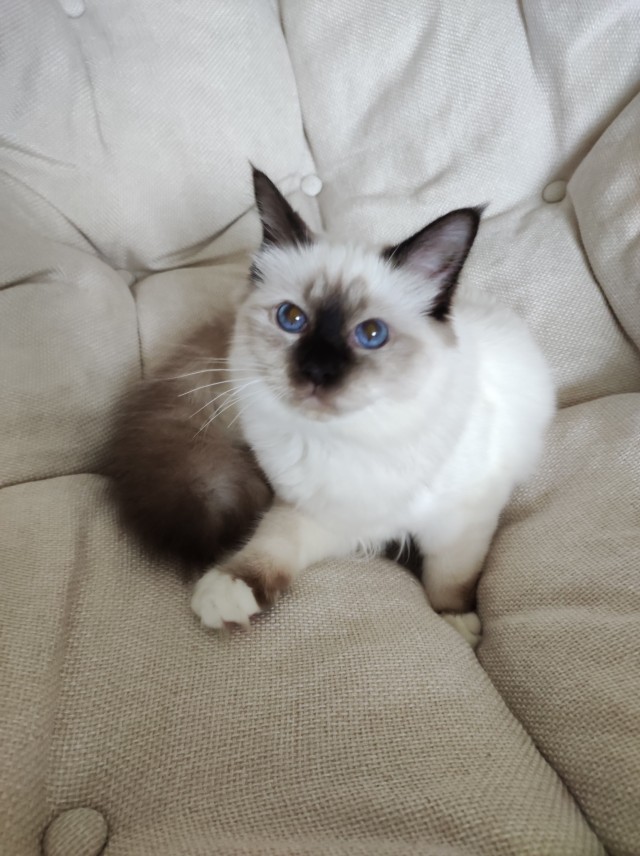 Котовторнику посвящается