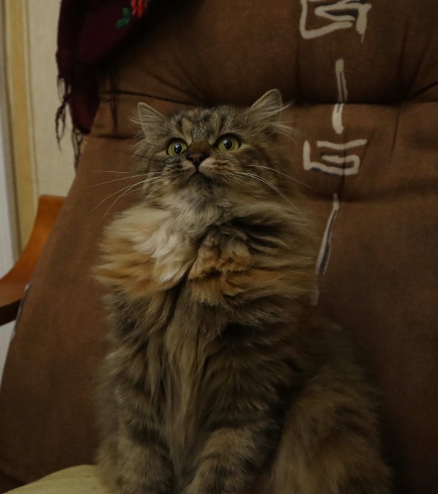 Котородня