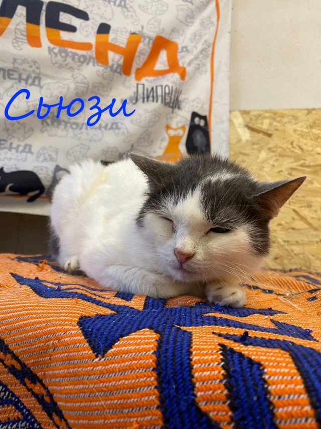 Жизнь домашнего приюта "Котоленд" 377