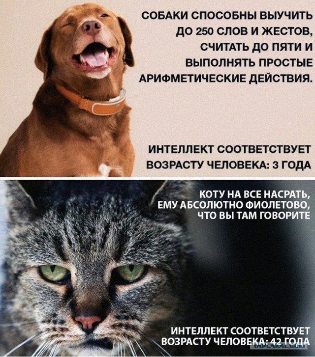И в этом дурдоме я живу...