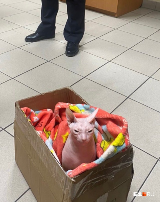 В Госдуме призвали авиакомпании внести в чёрный список пассажиров, бросивших кошку-сфинкса в аэропорту Екатеринбурга