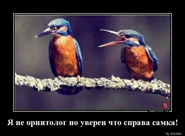 Москвич убил жену из арбалета, за желание развестись