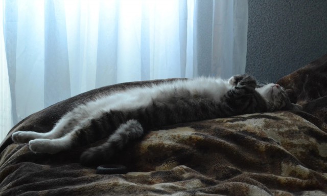 Походу мой кот бухает втихаря