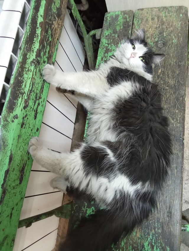 Коты, которые работают на заводах