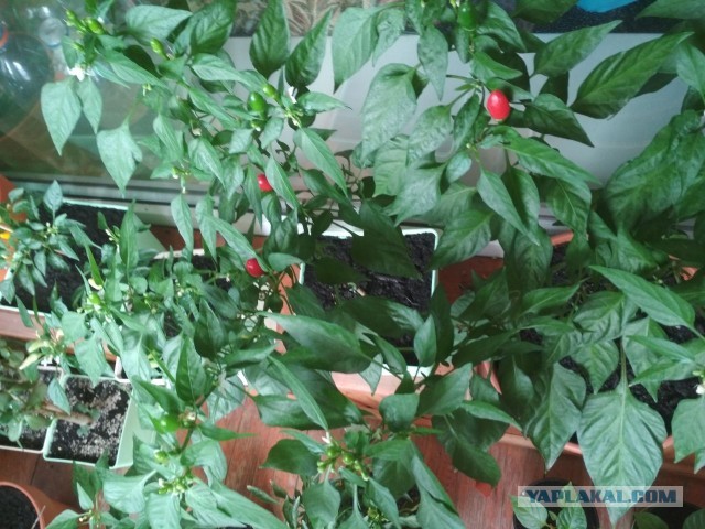 Сентябрь, и снова о перцах
