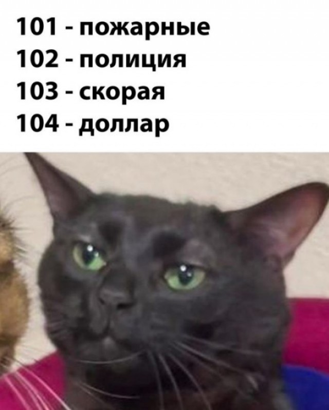 Веселые картинки в пятницу (06.12)