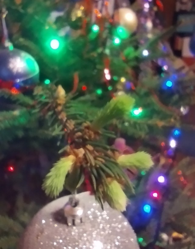 А у меня ёлка зацвела