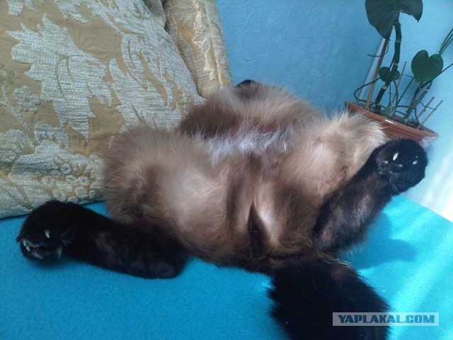 Мелом обвести?