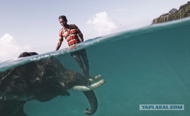 Слоненок впервые попробовал море