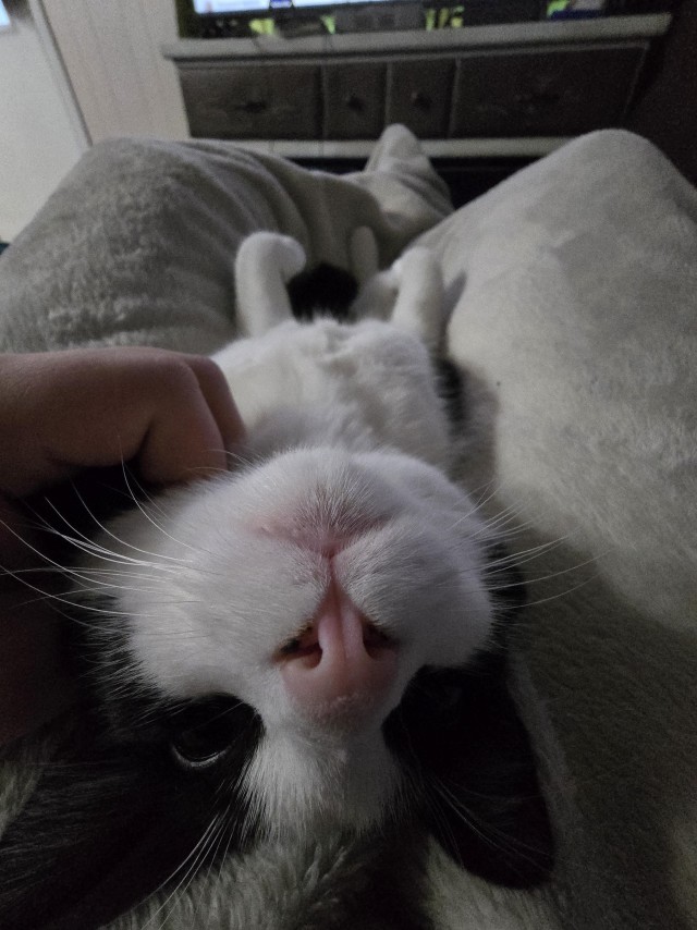 Мой лучший друг — котейка, найденный в лесу