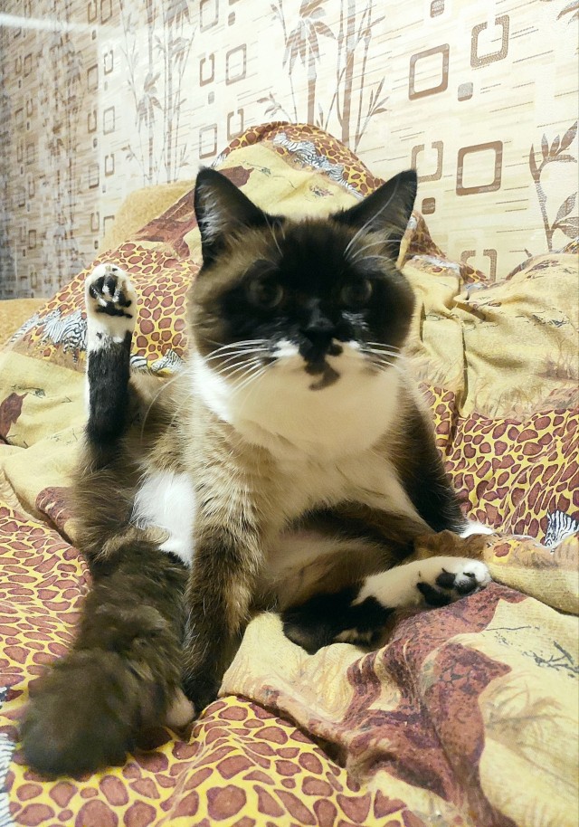 Нацыст кошачий