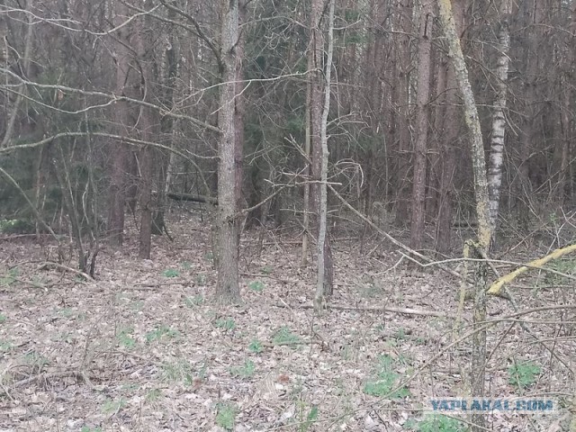 Жизнь домашнего приюта для котеек 540