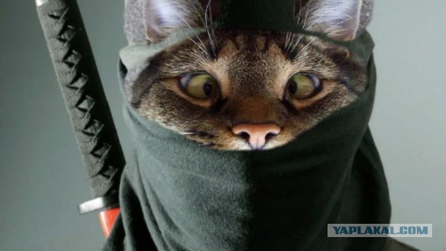 Это не коты, а профессиональные спецагенты!