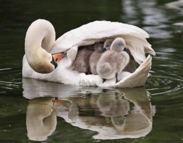 Сладкий сон под крылом