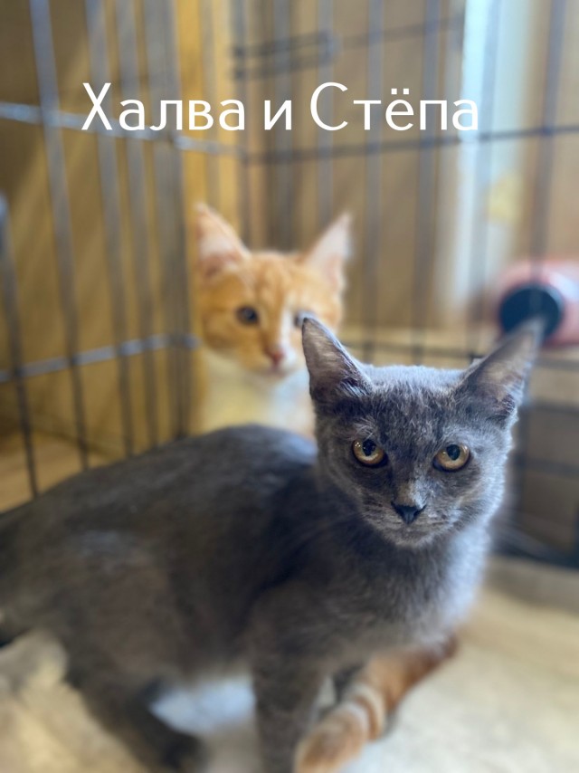 Жизнь домашнего приюта "Котоленд" 512