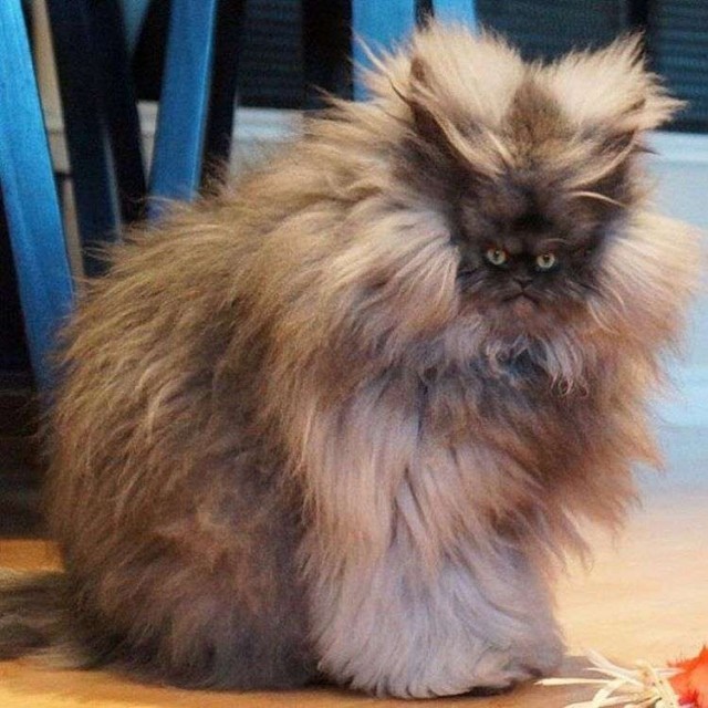 Кот-инопланетянин