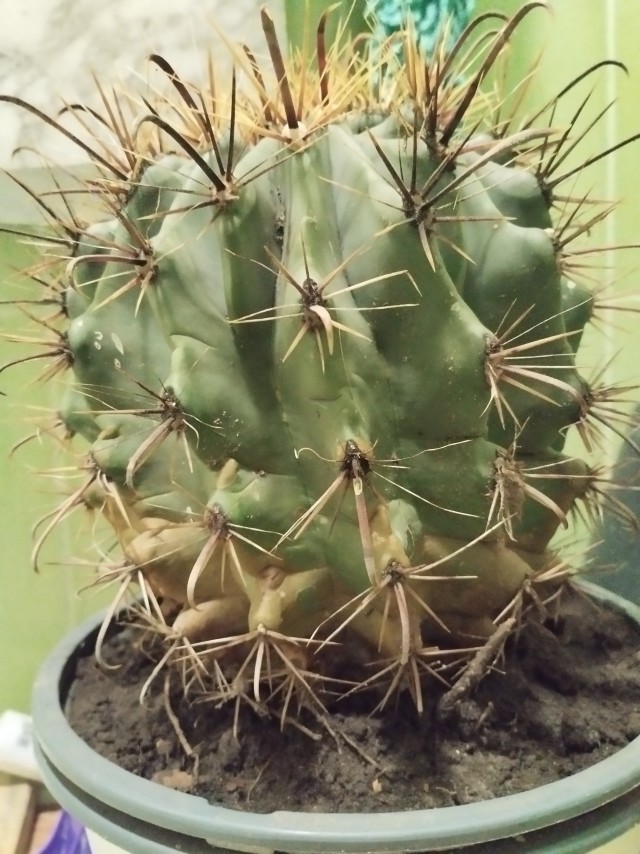 Приятель новый .