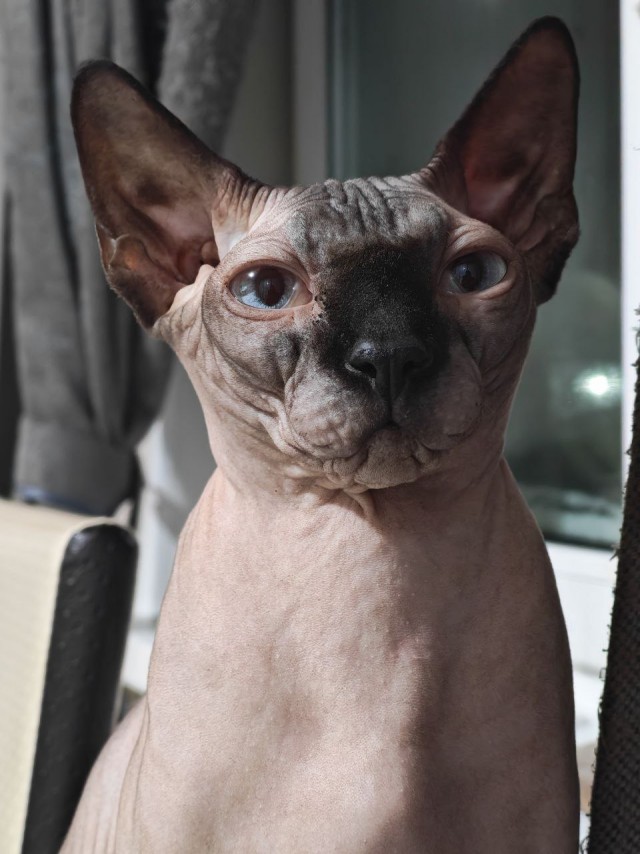 Котофторник жеж