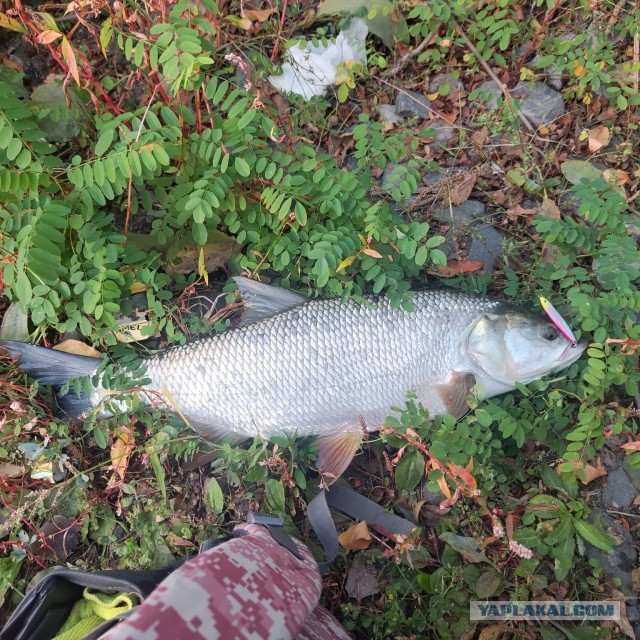 Изготавливаю на заказ рыболовные спиннинговые приманки (блесны-пилькеры).