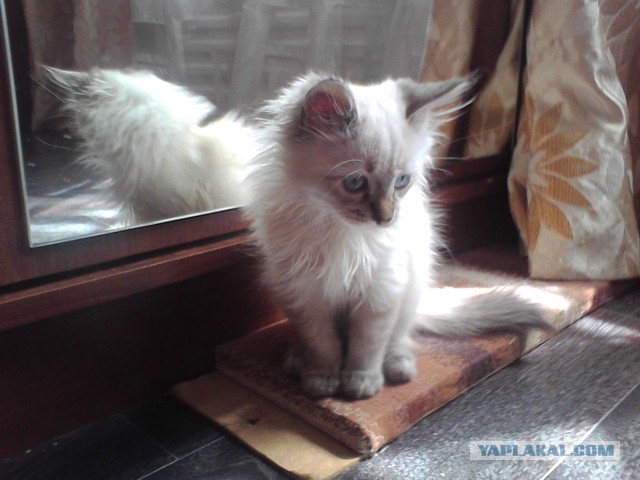 Котовторник  30.07.2013