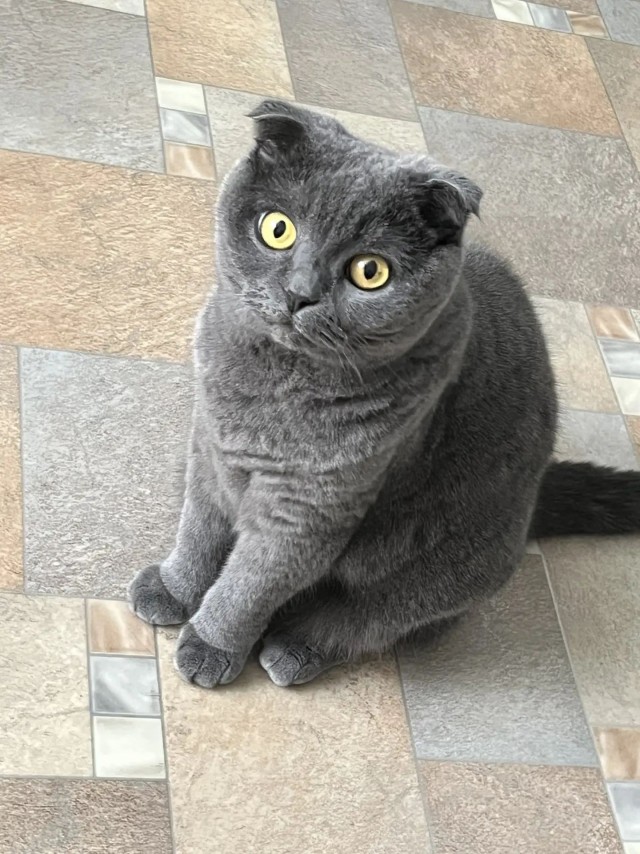 Котовторник 11.08.