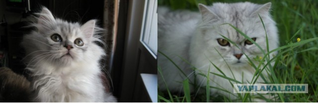 Коты и время