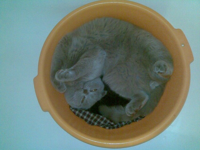Котовторник 17.09.2013