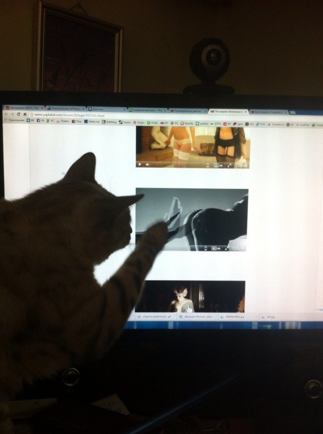 Котовторник  28.01.14