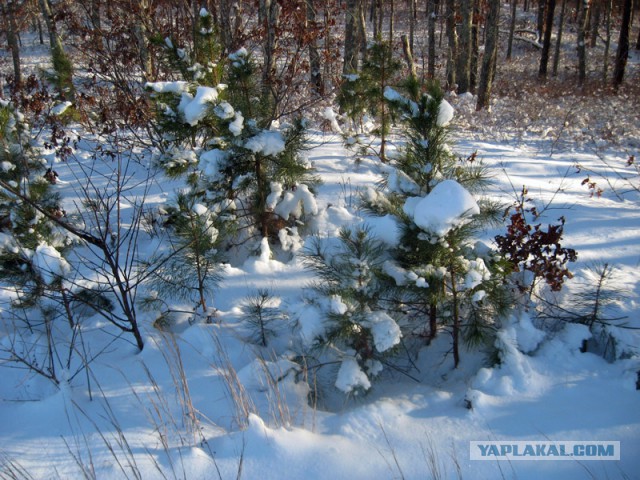 Деревенская Америка