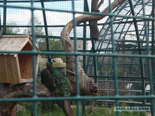 Ижевский зоопарк