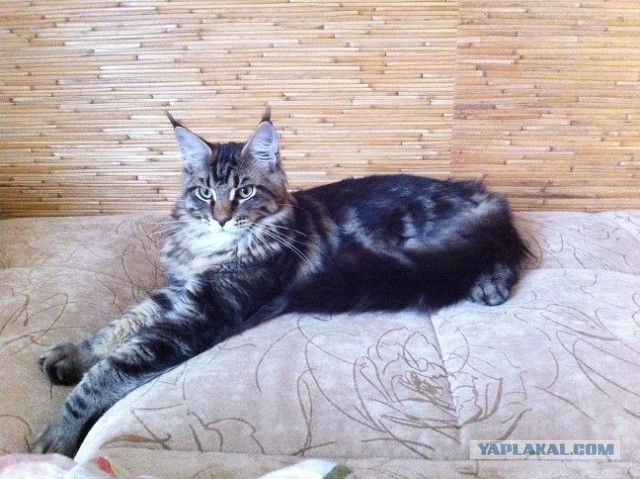 Котовторник 7.10.2014