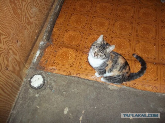 Жизнь домашнего приюта для котеек 41
