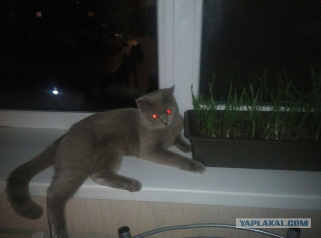 Котовторник