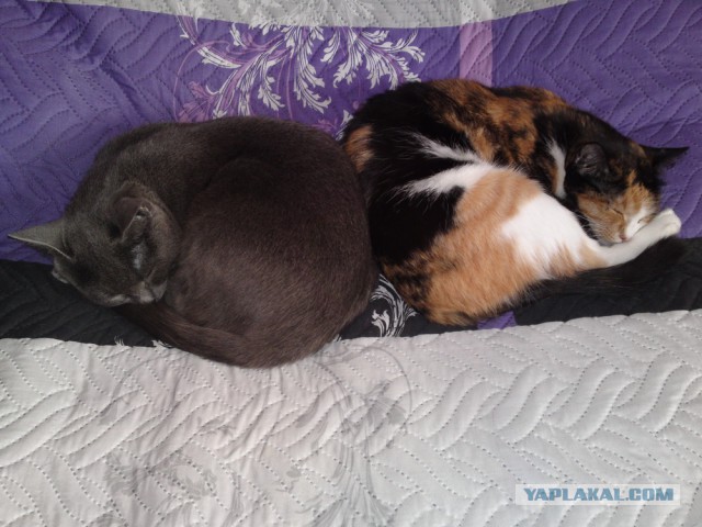 Котовторник