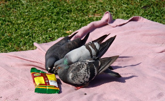 Наглые пернатые морды