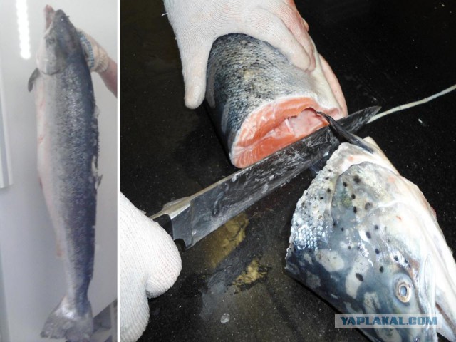 Гастрономическое путешествие мистера Andy, Кулинария для andy2308