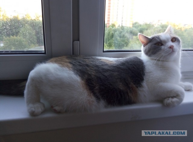 Котовторник