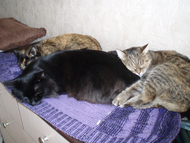 Жизнь Черного кота
