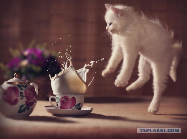 17 фотографий котов