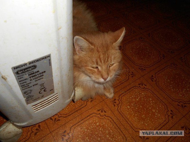 Жизнь домашнего приюта для котеек 86