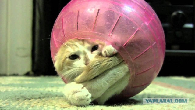 Котовторник